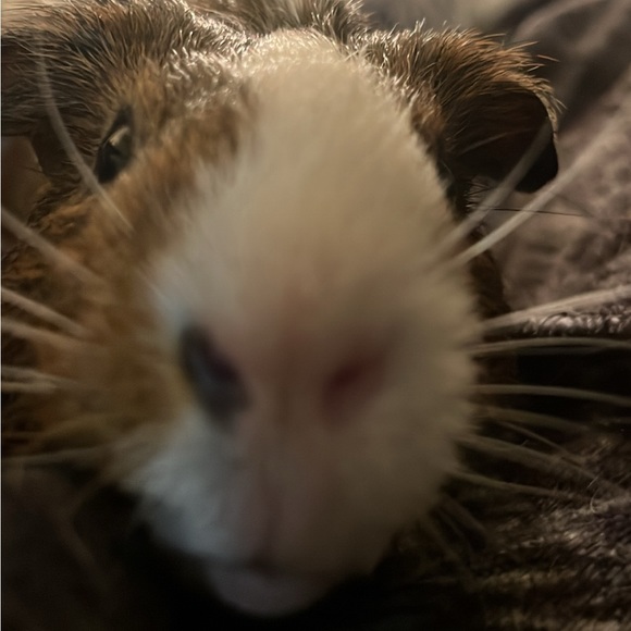 Meet your Posher, Bo - Picture 1 of 1